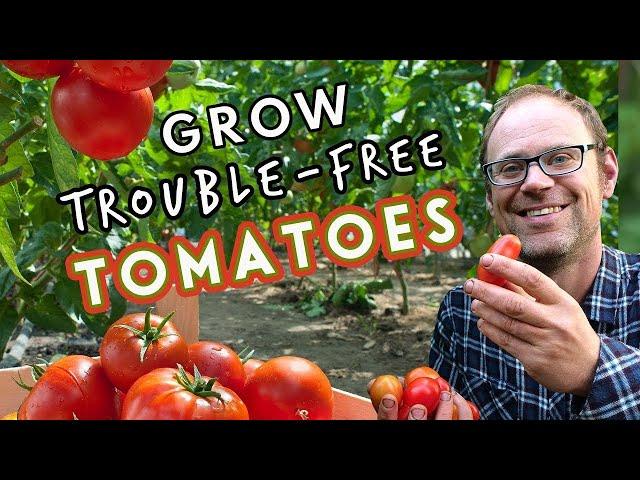 Top Tips for Trouble-Free Tomatoes 