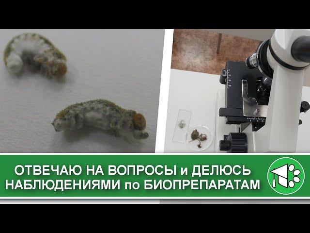 Отвечаю на вопросы: триходерма по листу, борьба с серой гнилью и боверия против гусениц