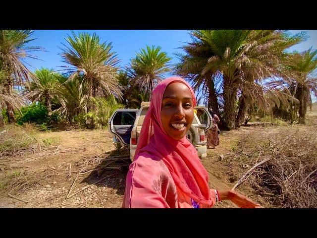 BIXIN DUULE SOMALILAND 2021A HIDDEN PALM TREE OASIS