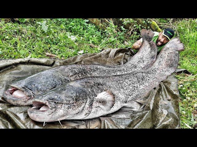 Giant Big CatFish 220 pound from shore by Catfish World