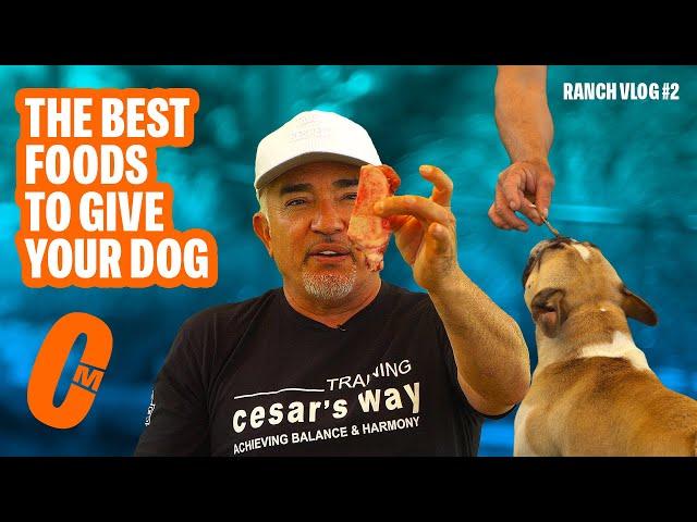 THE BEST FOOD TO FEED YOUR DOG | DOG TIPS #1