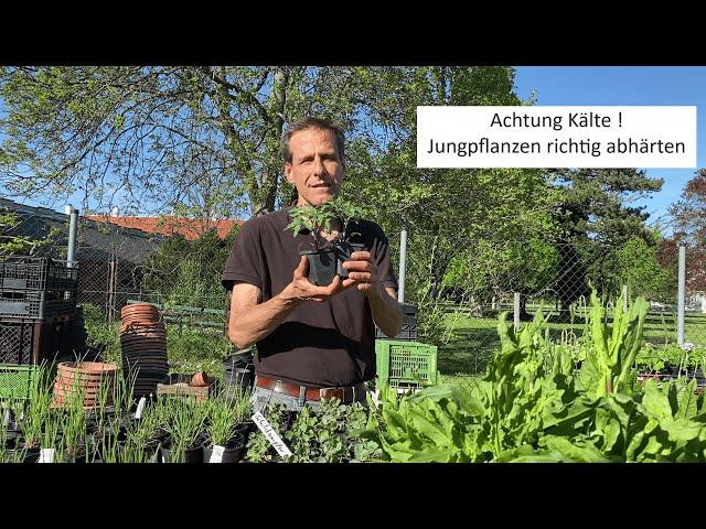 Jungpflanzen abhärten in 9 Minuten erklärt  Wie werden Tomaten & Co ideal ans Außenleben angepasst?