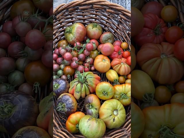 Garden harvest #garden #homegrown #growyourownfood #gardenharvest #urbanfarming #growsomefood