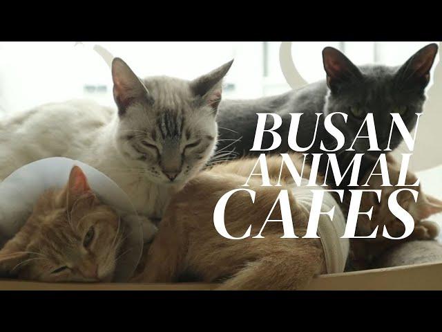 Wild Encounters: Experiencing the Best of Busan's Animal Cafes