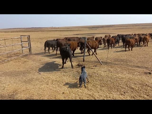 Australian cattle dog working compilation || ACD || Blue healer working compilation