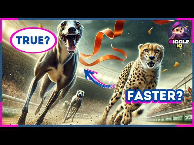 True or False? 25 Dog Trivia Questions - Dogs Quiz Game