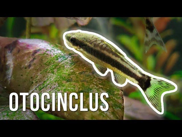 Otocinclus Catfish – Best Algae-Eating Nano Fish?