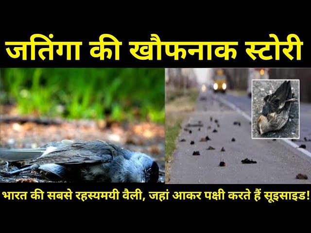 The Mysterious Village In Assam Where Birds Commit Suicide