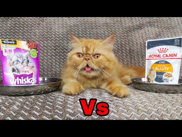 Persian cat | Royal canine cat food Vs Whiskas food |Doll face Persian cat | home made cat (2022)