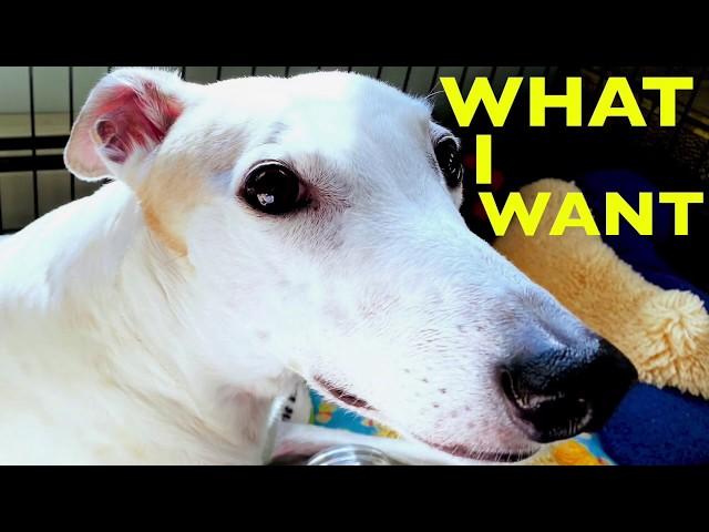 Why Does My Greyhound Stare at Me? [adopted greyhounds behavior]