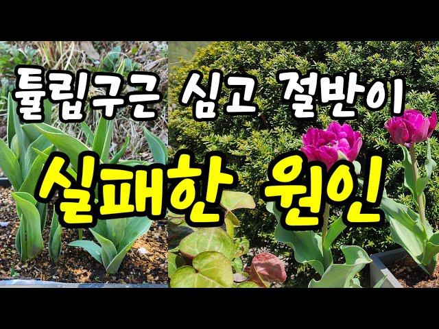 튤립구근 실패 없이 심는 방법