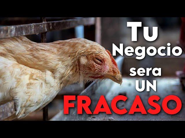 ¿Por Qué el 90% de los Negocios de Gallinas Ponedoras FRACASAN?