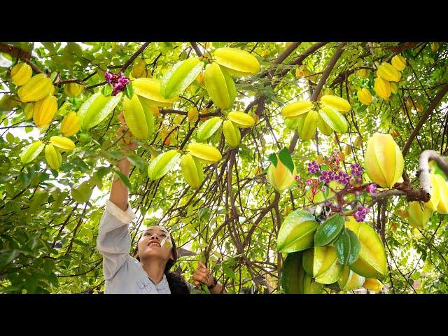 Harvesting Starfruit & Selling at the Market | Linh Đan's Daily Farm Life