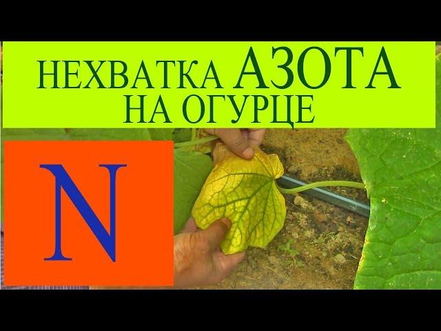 НЕХВАТКА АЗОТА на ОГУРЦЕ!!!