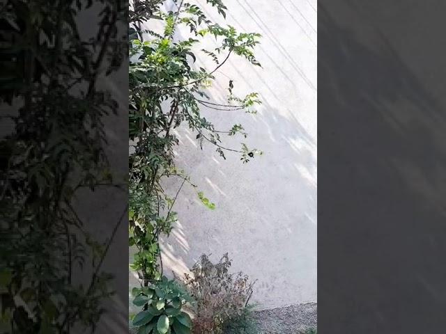 Butterfree in the house