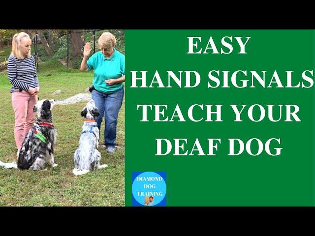 How To Teach A Deaf Dog To Lay Down And More Easy Hand Signals