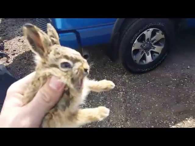 Baby Bunny Attacks