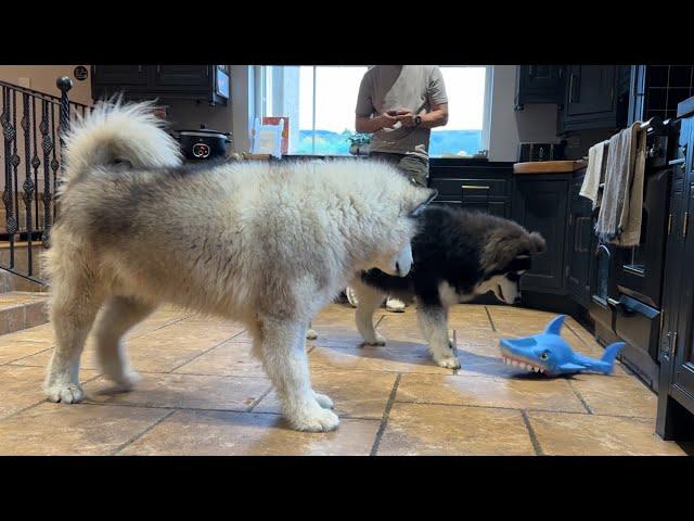 Giant Husky React To Shark Attack! (Cutest Toy Ever!!)