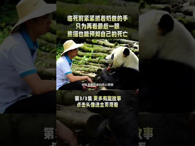 3/3 熊猫也能预知自己的死亡，熊猫鹏鹏抓住奶爸的手，只为看最后一眼 #大熊猫 #panda #鹏鹏