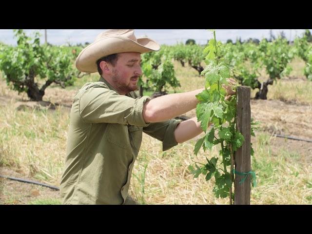 Training Young Vines