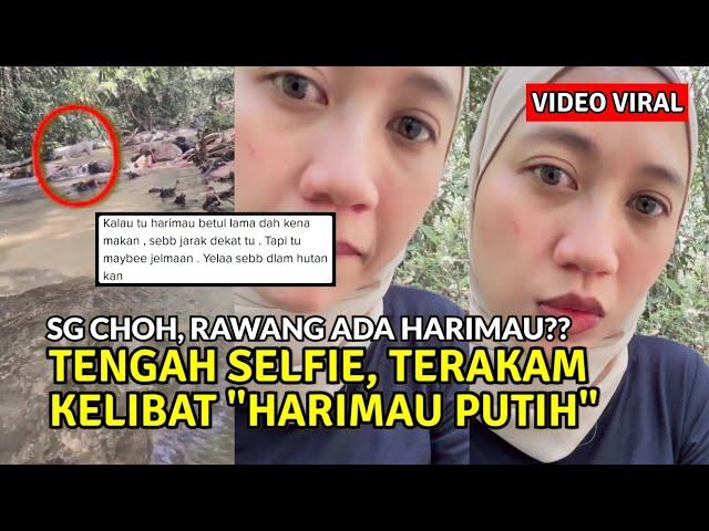 VIDEO HARIMAU PUTIH MUNCUL DI KAWASAN PERKELAHAN SUNGAI CHOH, RAWANG TERAKAM