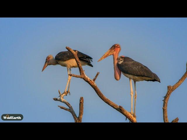 Game of the African plains - SafariLIVE Sunrise - 13 June 2025