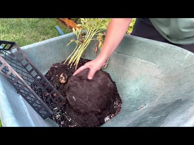 Bucket Potato Harvest