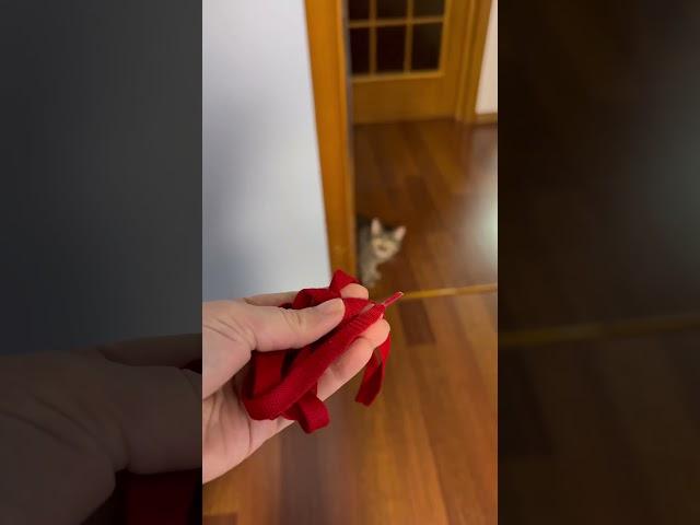 Мяу #cat #pets #funnycats
