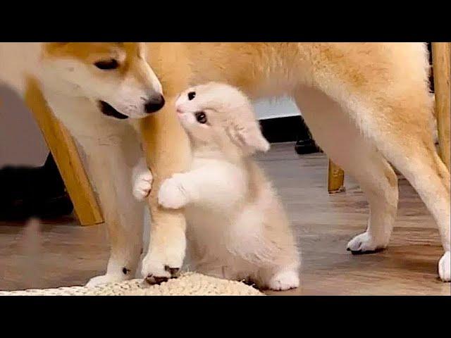 New  Funniest Cats And Dogs Videos  Best Of The 2023 Funny Animal Videos  - Cutest Animals Ever