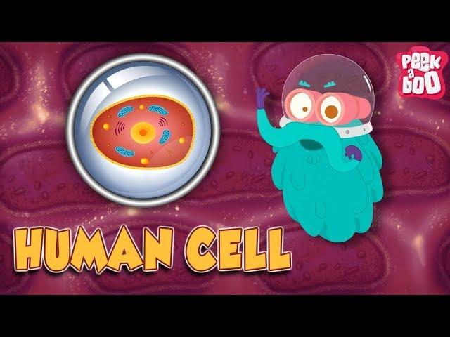 HUMAN CELL - The Dr. Binocs Show | Best Learning Videos For Kids | Peekaboo Kidz