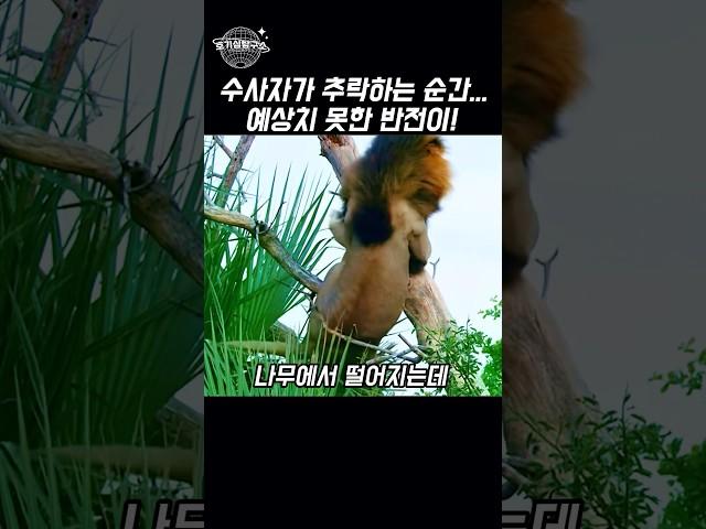 사자가 추락하는 순간… 예상치 못한 반전이!