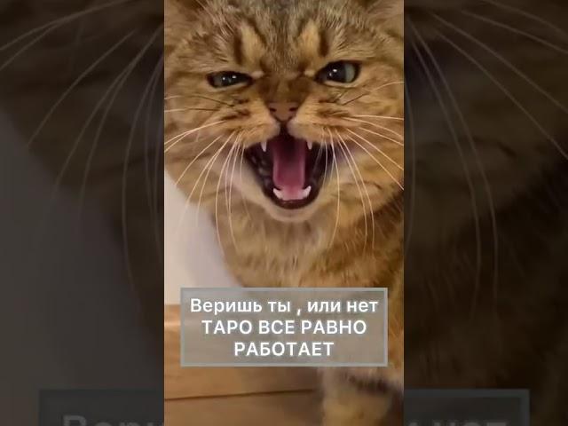 ТАРО НЕ РАБОТАЕТ! #таро #скептики #битваэкстрасенсов