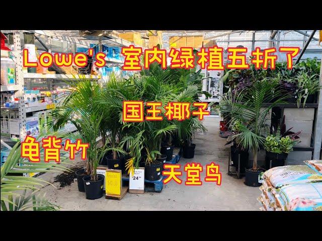 Lowe's的打折绿植能不能买？购买打折植物的几个小窍门。【莎拉养花】