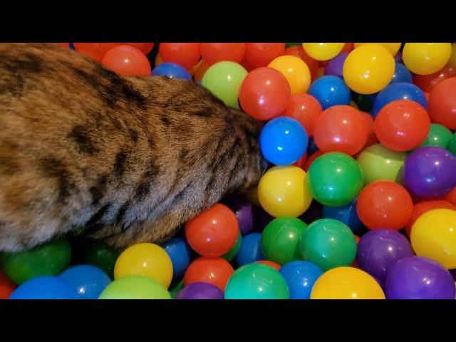 We Made a Play Pen for Our Cats | Manchester Moggies