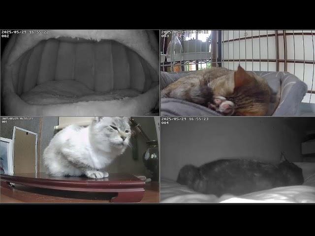 猫ライブ　野良猫から家猫へ 　保護猫と野良猫　 cat live