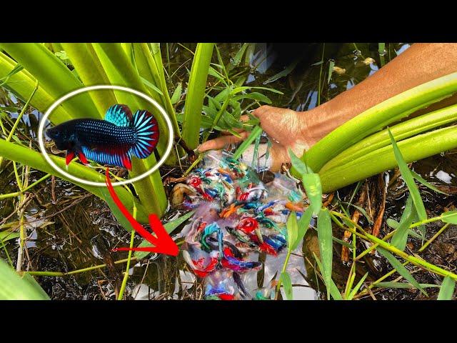 Catching Wild Bettas in Cambodia   for breeding conservation! Betta smaragdina natural habitat!