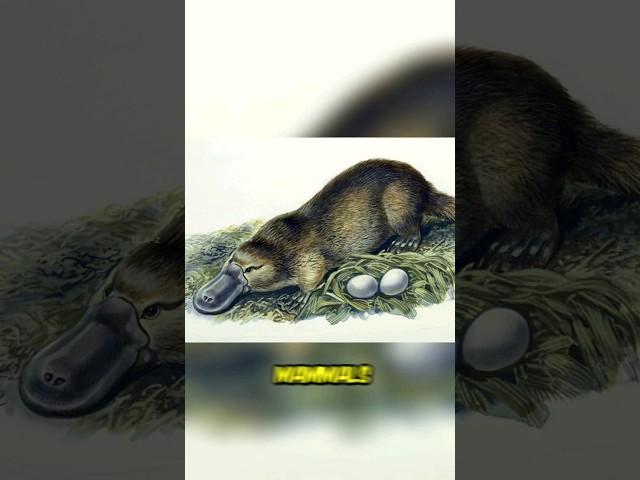 3 CRAZY Facts About Platypus You WON’T Believe!  #shorts