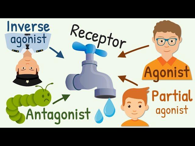 Agonist, Partial Agonist, Antagonist and Inverse Agonist for Receptors