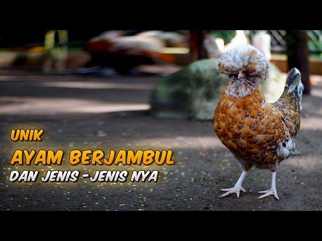 Ayam poland yang berjambul dan jenis jenis nya