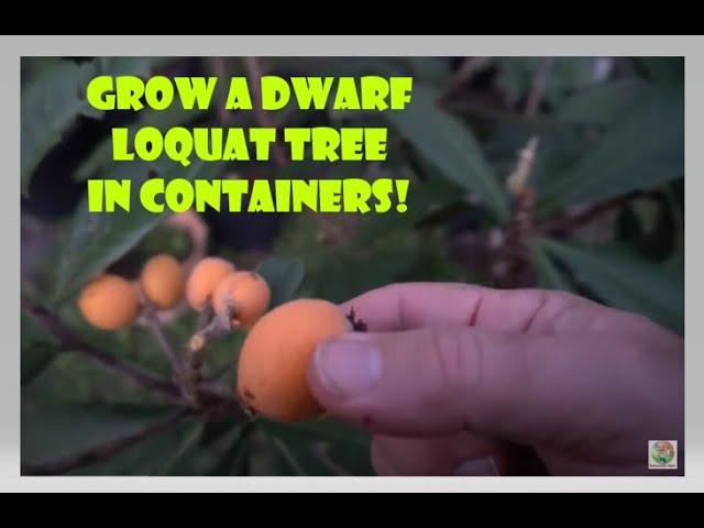 Dwarf Loquat Fruit Tree in Container