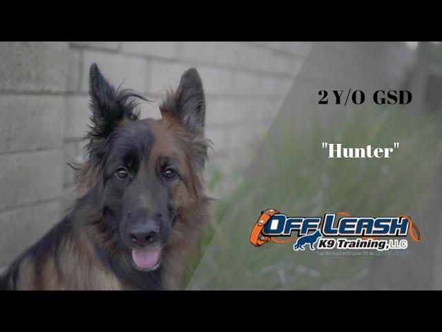 2 Y. O. "HUNTER" 2 WEEK BOARD AND TRAIN PROGRAM W/GUNNER