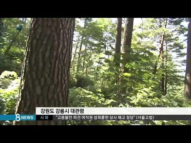 [라이프] "산림욕, 여름 저녁에 하는 것이 제일 좋아요" (SBS8뉴스|2014.7.21)