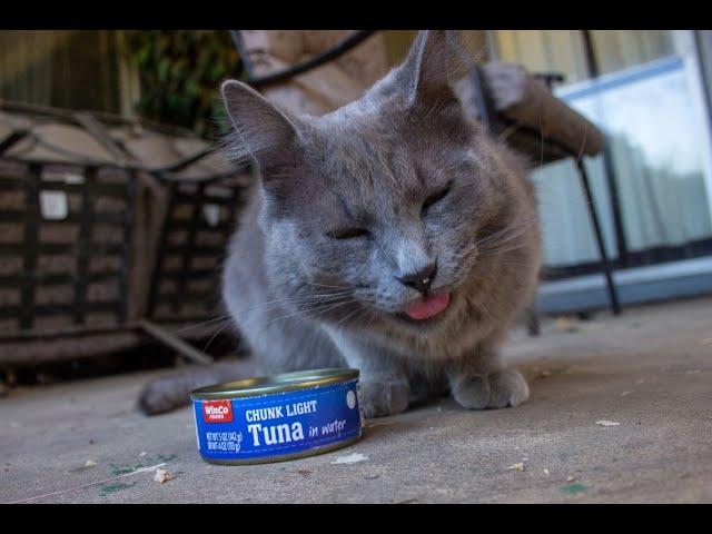 Cat munches