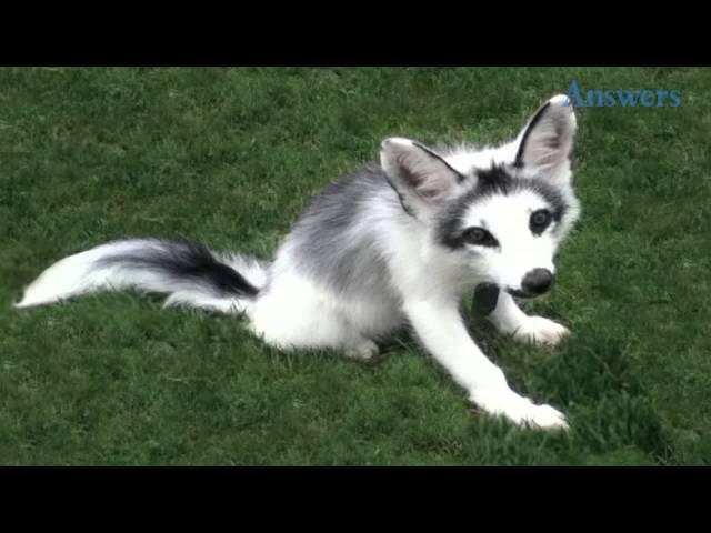 This Adorable Guy Is A Marble Fox, He Looks Like He's Half Husky, Half Fox