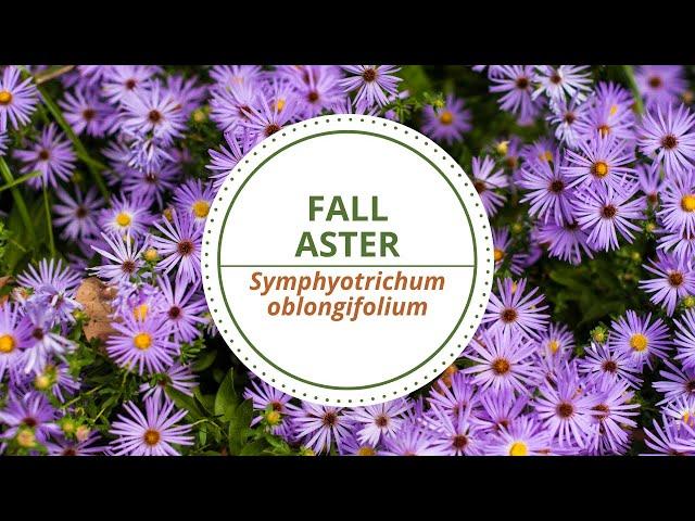 Fall Aster - Symphyotrichum oblongifolium