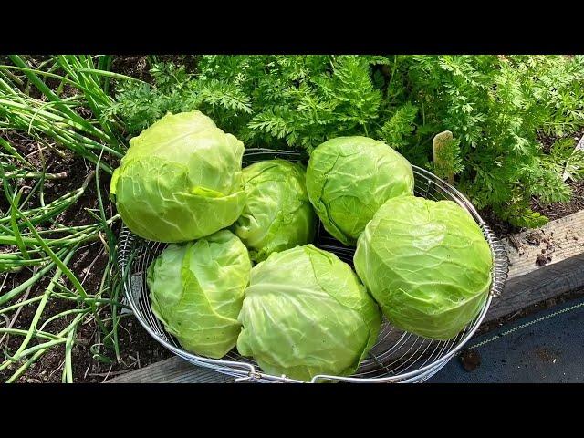 When to Harvest Cabbage