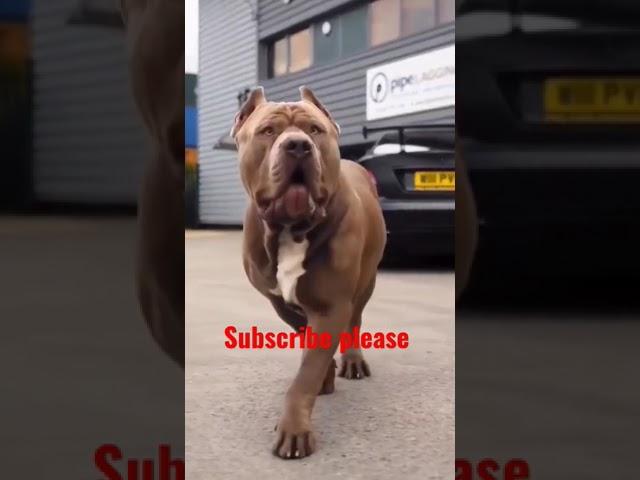 world best american pitbull brown dog #youtubeshorts #ytshorts #video #qut #pitbull #dog