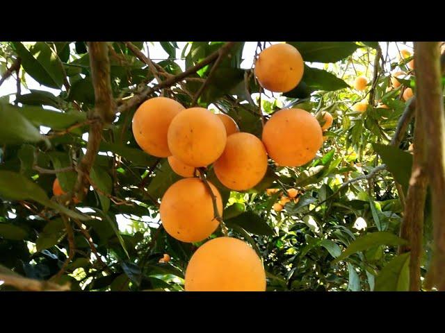 Picking oranges by my wife.‍ #farmtime