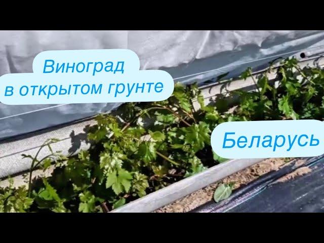 Последствия заморозков. Лишняя работа на винограднике! Беларусь.