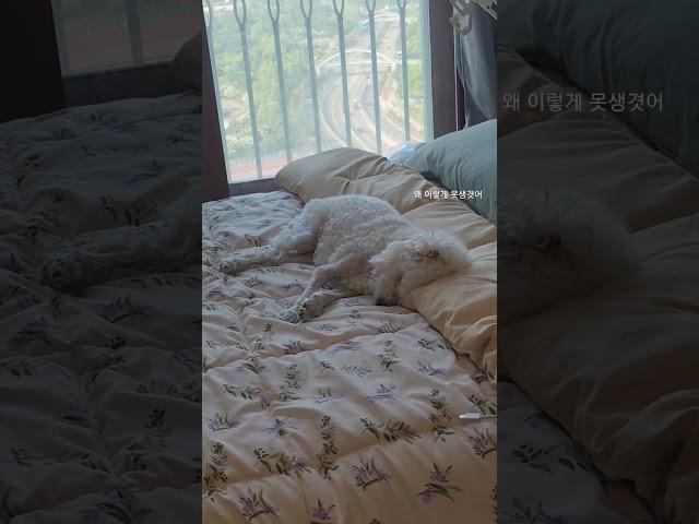 자고 일어나면 못생겨지는 비숑